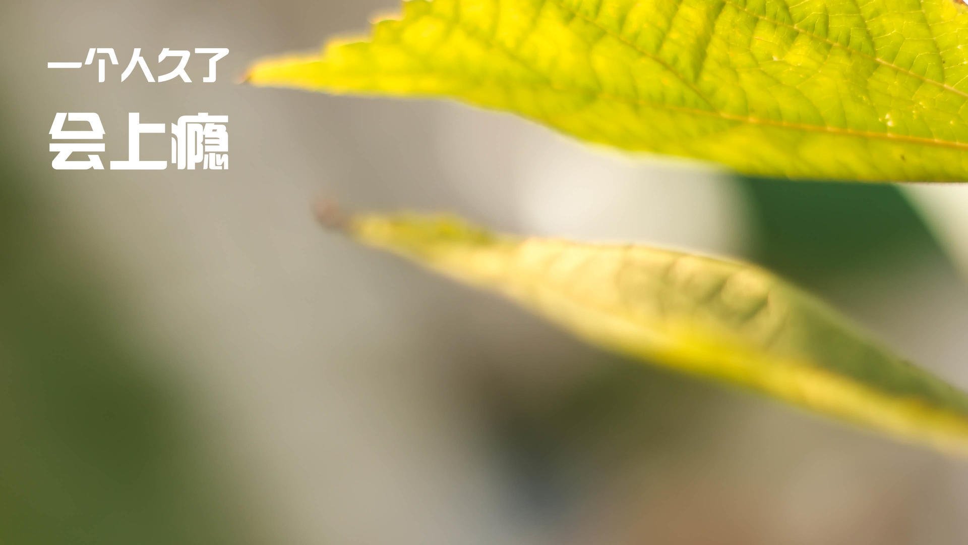 2026世界杯之夜，法比尼奥的沉默与咆哮，一场史诗级的冠军加冕