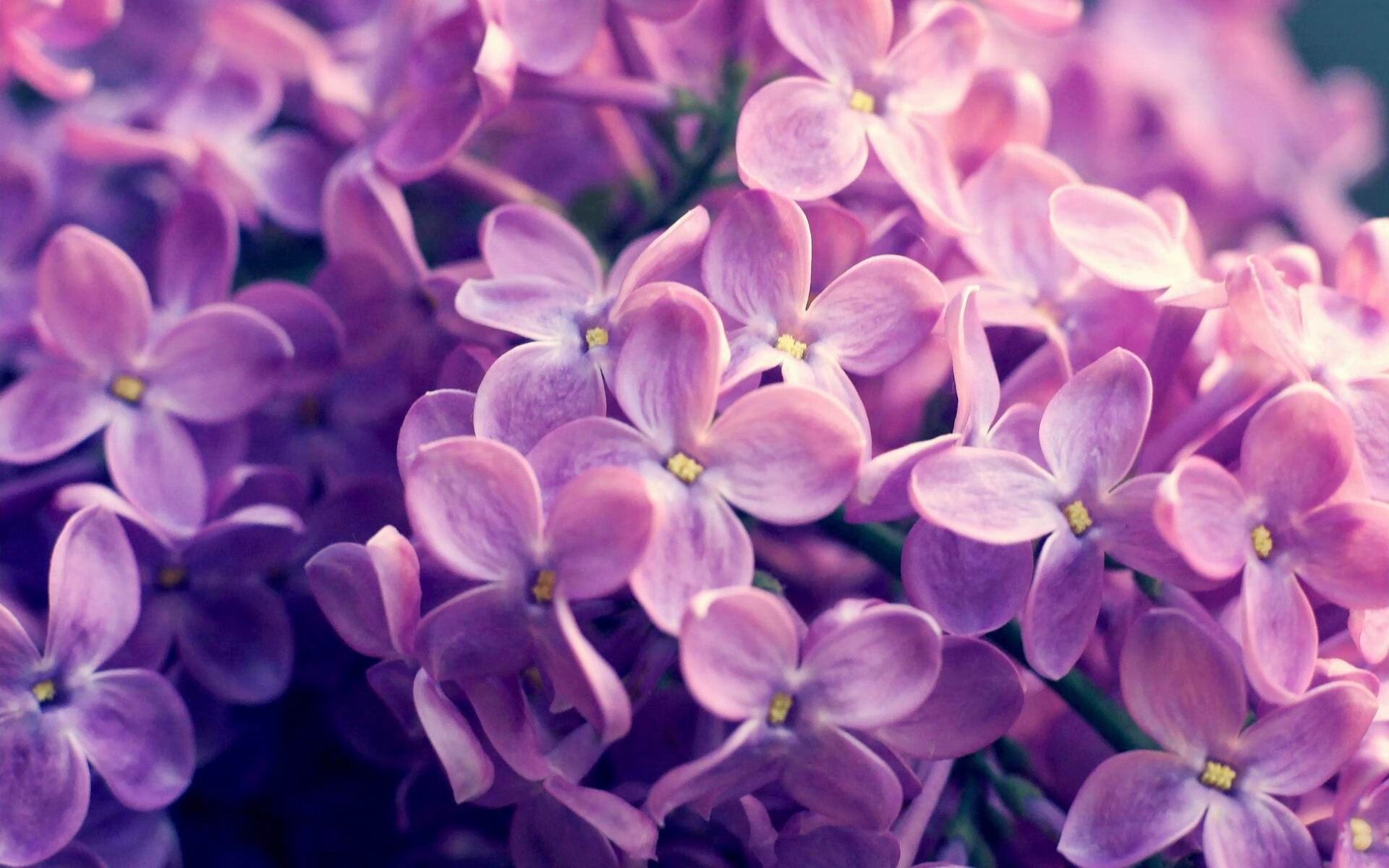 开云体育入口-库里三分雨浇灭东北虎，猛龙客场大胜吉林获连胜