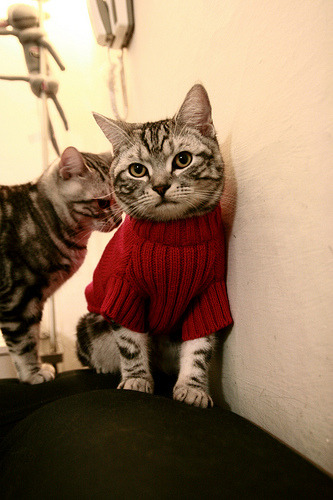 跨界风暴，当NBA总决赛化身南美与北欧的终极战场