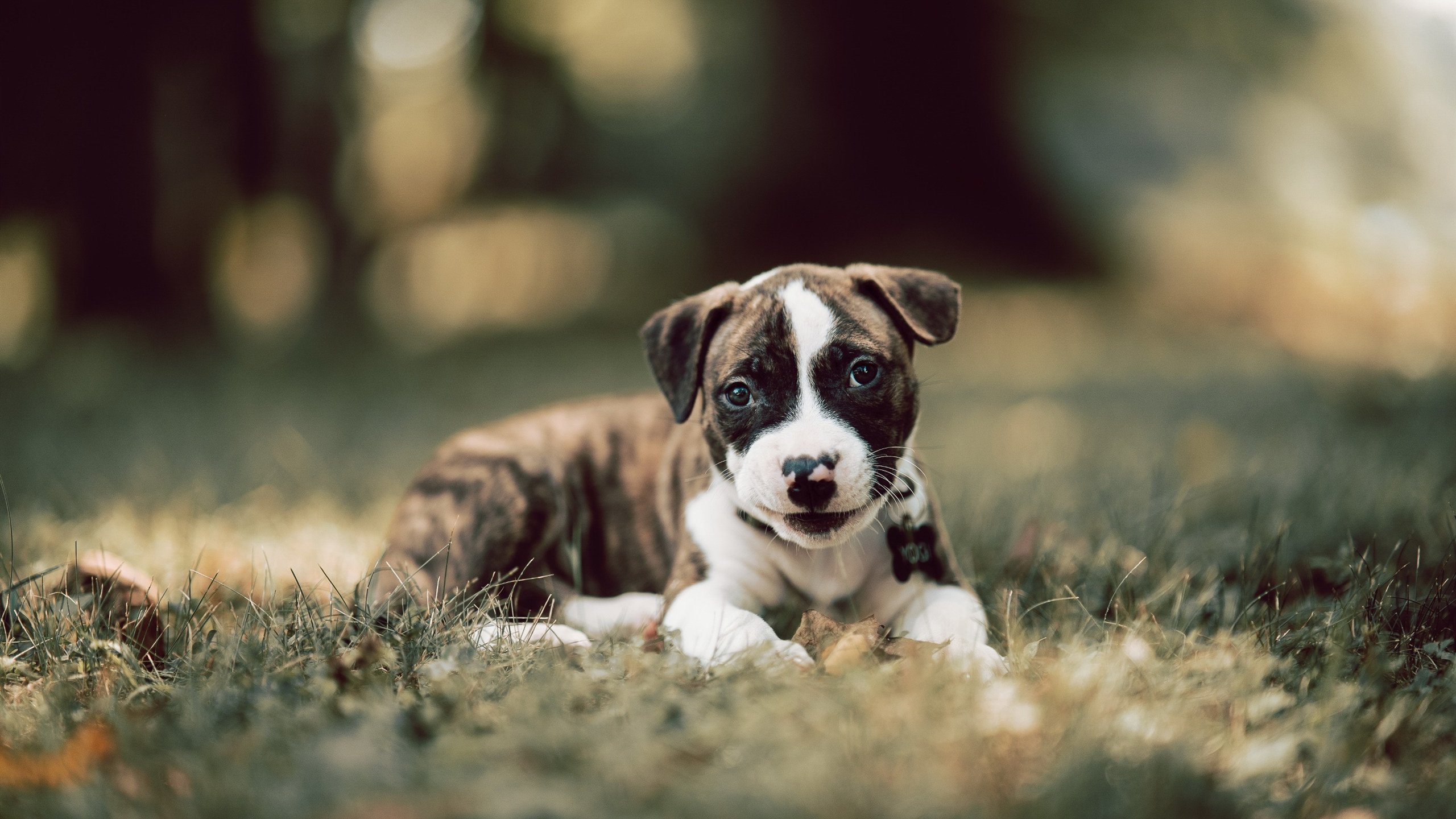 北欧烈焰焚紫百合，奥利维耶火热状态如何引领瑞典风暴压制佛罗伦萨