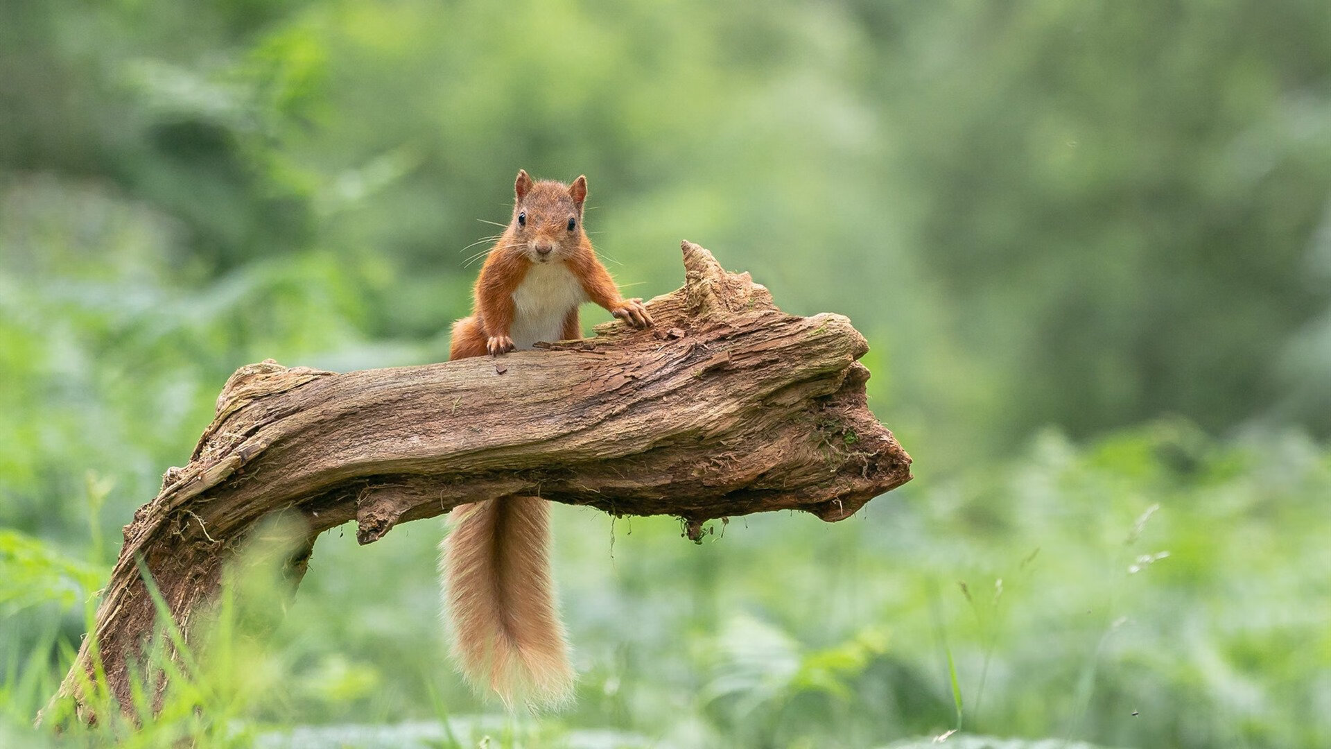 球场上的唯一性，迪巴拉的魔法与马里之矛