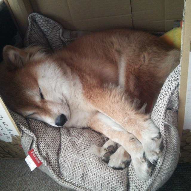 开云体育入口-篮球与绿茵的对话，当浙江斩落森林狼，福克斯在欧冠接管比赛