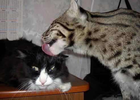 开云体育APP下载-审判席上的魔笛，西决生死战夜记