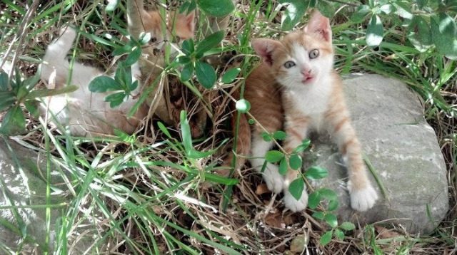 锡安狂暴35分征服赛场,山西队压哨三分绝杀老鹰