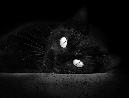 灯光熄灭时,他才是球场上唯一的光,北京队坚韧绝杀,切特王座加冕于浙江夜幕