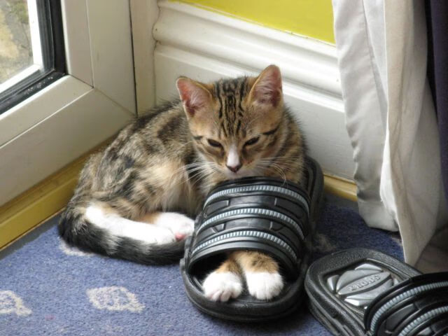 伤疤是勇气的勋章,2026世界杯之夜,费代里科·基耶萨的三代咏叹调