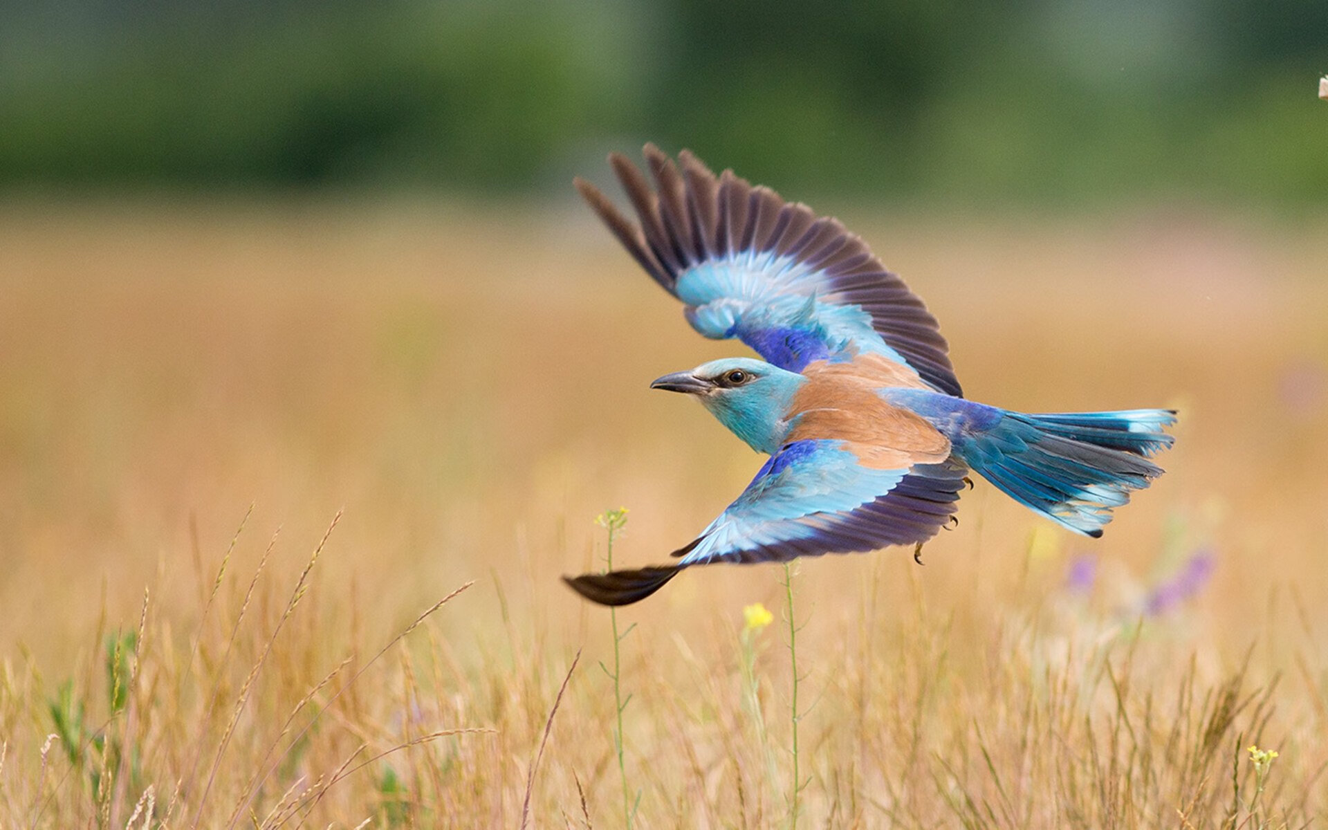 开云体育在线-F1年度争冠焦点战之际，希腊足球强势拿下拜仁的跨界震撼