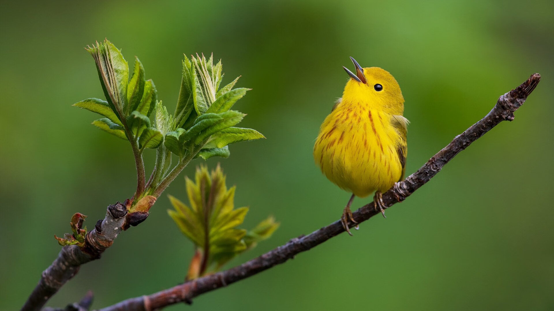 开云体育-快船击退独行侠取关键胜利，约基奇防守端锁死对手显MVP本色