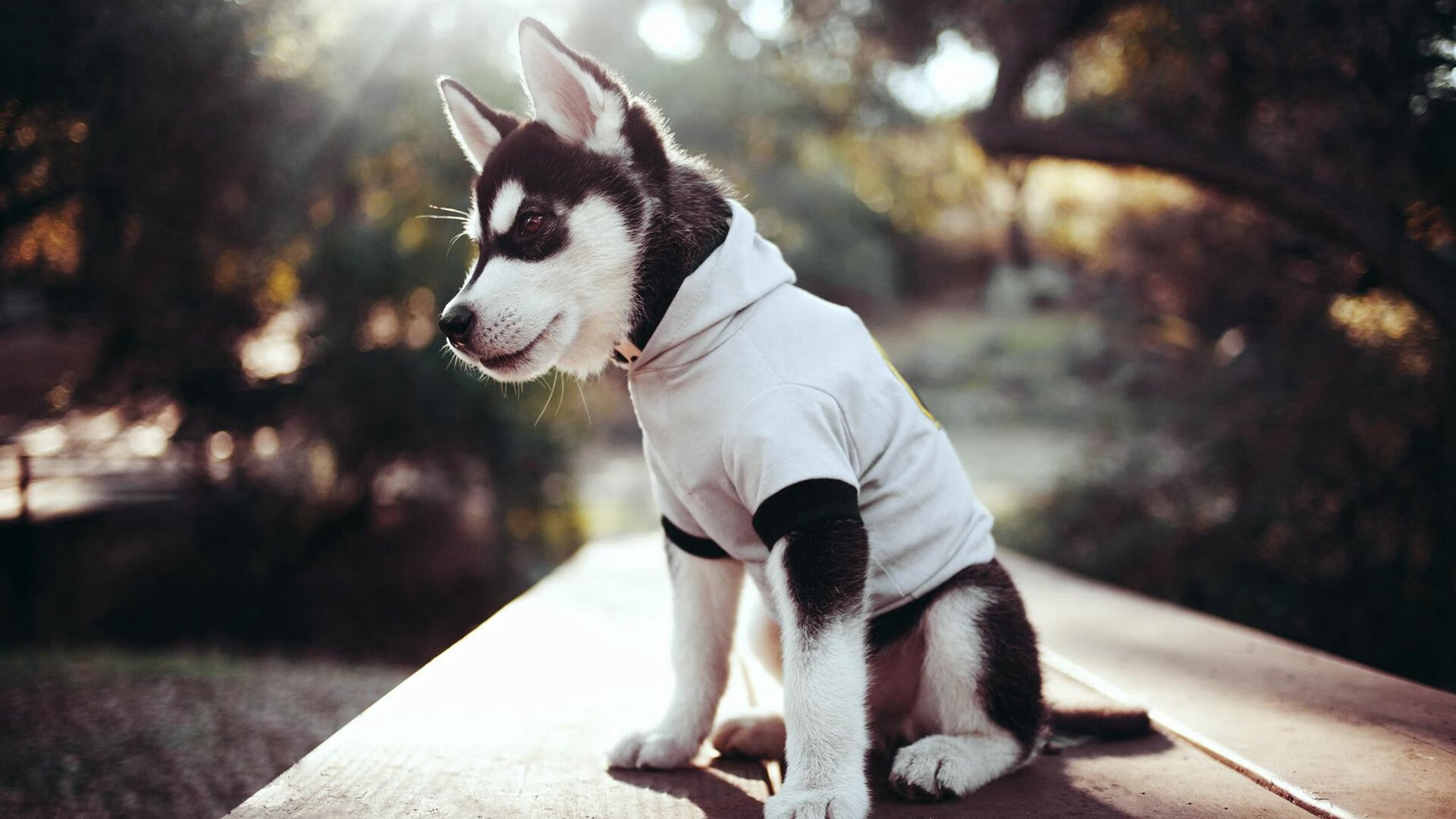 开云体育平台APP-骑士逆转广厦，哈利伯顿全场统治力彰显