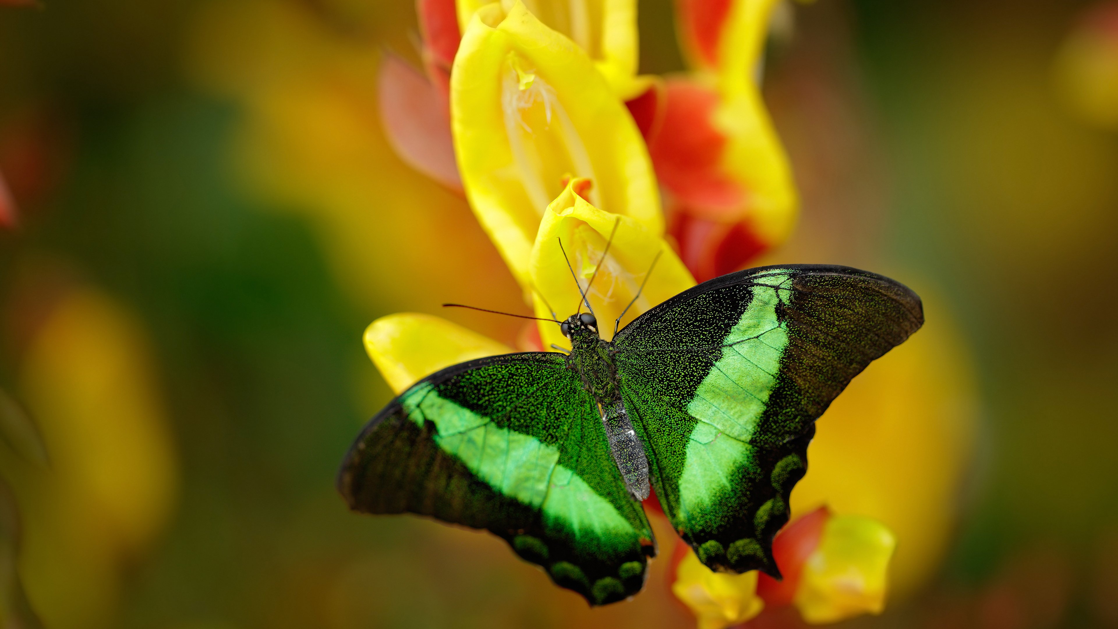 开云体育官网-塞维利亚试金石，金玟哉一夫当关，定义亚洲后卫的巨星价值