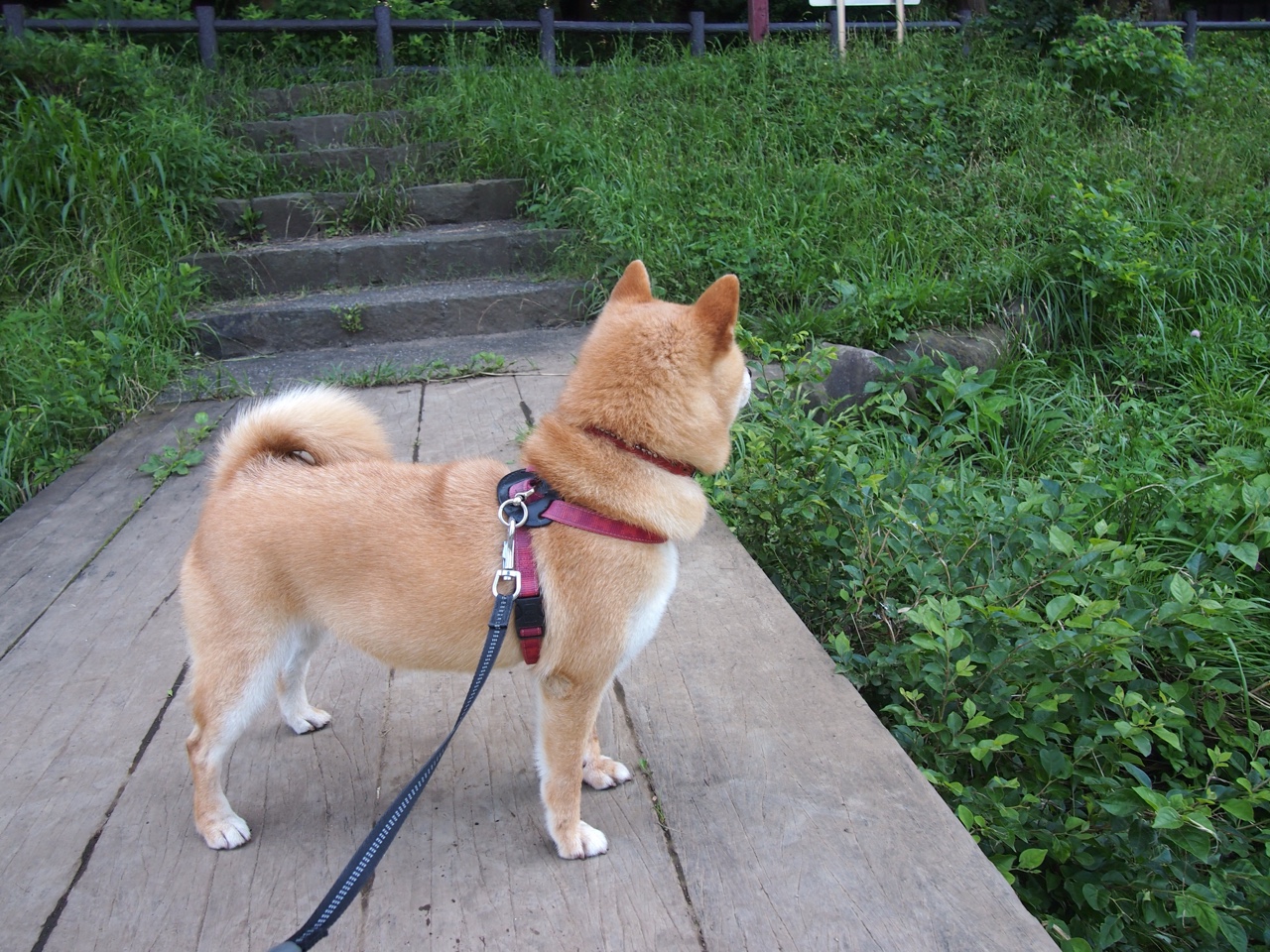 神话与工业的对决,努涅斯两记惊雷,让威斯特法伦提前陷入静默