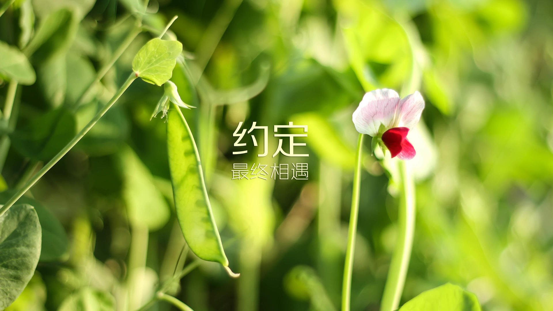 叹息之墙与波斯湾神话，当法比尼奥的绝对领域，遇上多特蒙德的沙漠惊雷